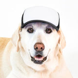 Blank Foam | Trucker Hat for Dogs