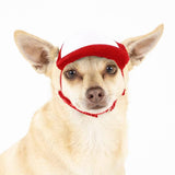 Blank Foam | Trucker Hat for Dogs