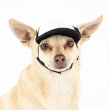 Blank Foam | Trucker Hat for Dogs