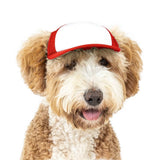 Blank Foam | Trucker Hat for Dogs